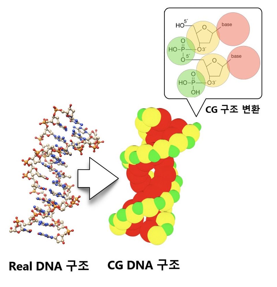 DNA의 원자구조 모형(왼쪽)을 ‘굵은 알갱이(Coarse Grained)’ 모형(오른쪽)으로 변환한 이미지.
